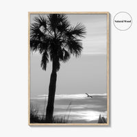 Clearwater Black and White Fine Art Photo Print, Palm Tree Florida Poster