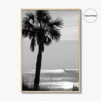 Clearwater Black and White Fine Art Photo Print, Palm Tree Florida Poster