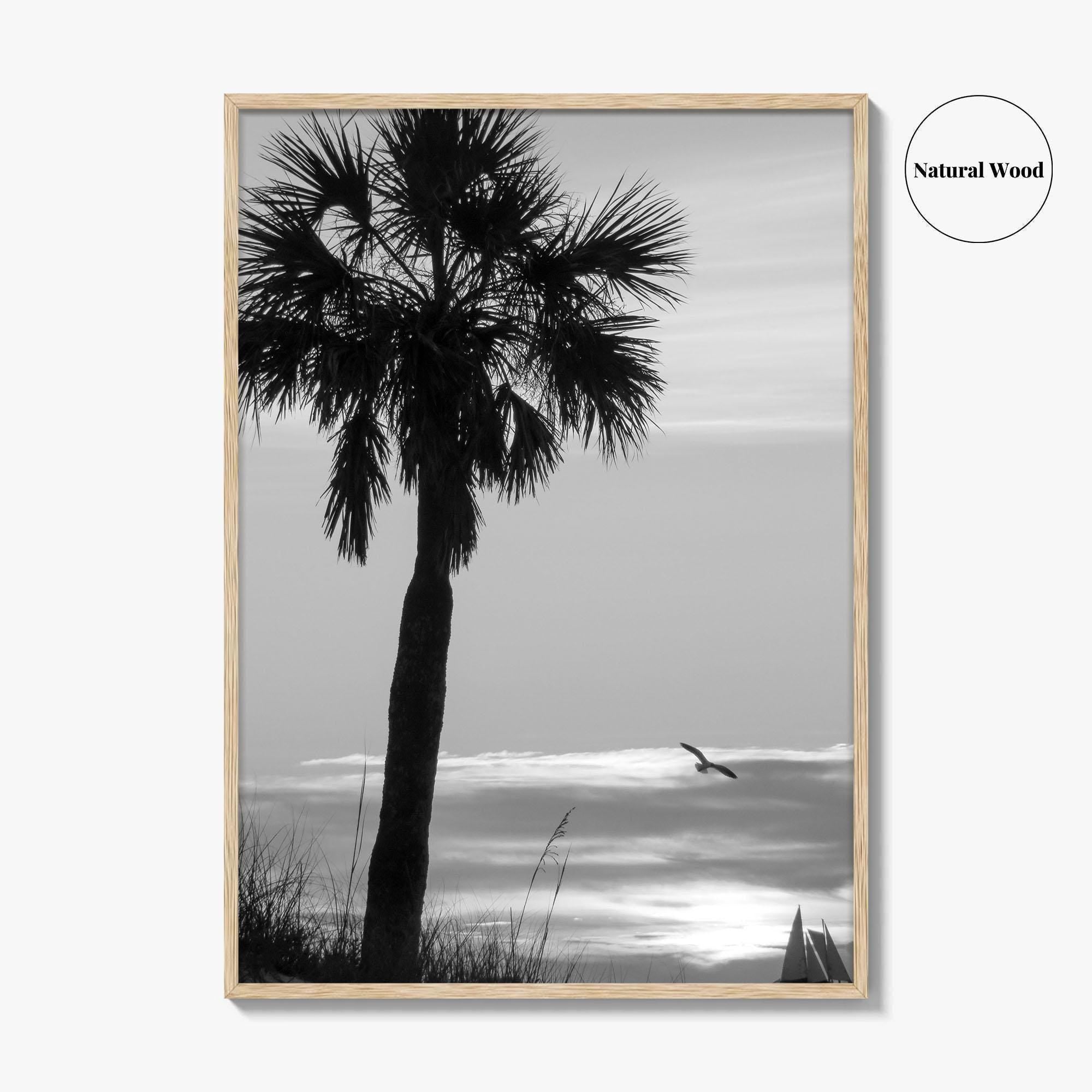 Clearwater Black and White Fine Art Photo Print, Palm Tree Florida Poster