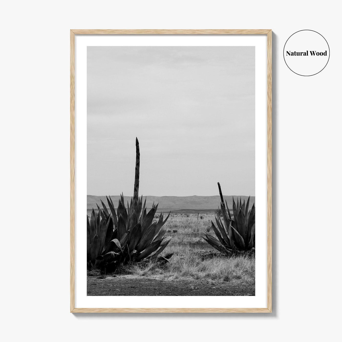 West Texas Black and White Fine Art Photo Print, Agave Chihuahuan Desert Poster