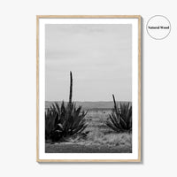 West Texas Black and White Fine Art Photo Print, Agave Chihuahuan Desert Poster