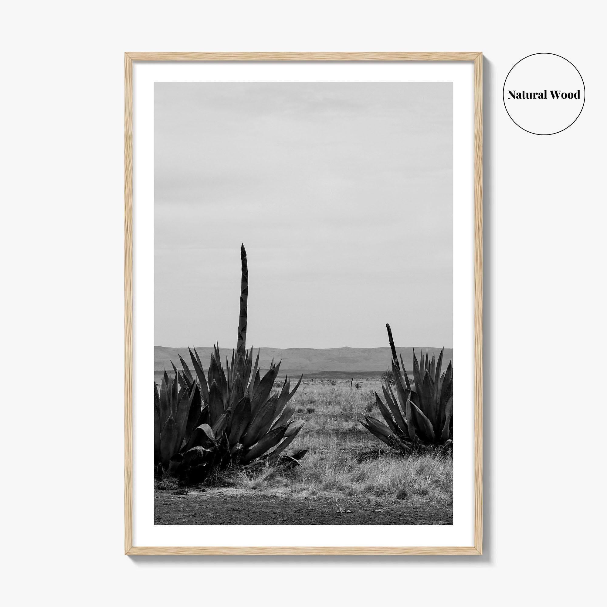 West Texas Black and White Fine Art Photo Print, Agave Chihuahuan Desert Poster