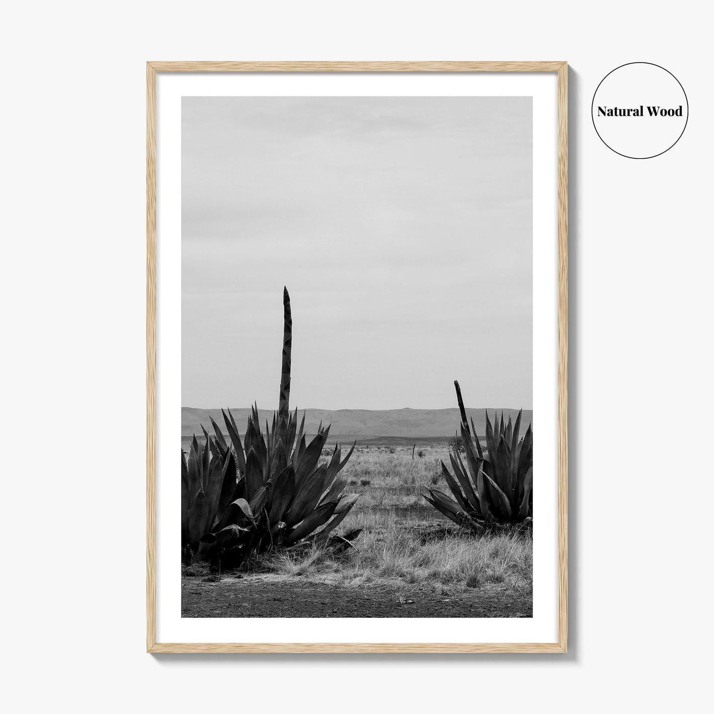 West Texas Black and White Fine Art Photo Print, Agave Chihuahuan Desert Poster