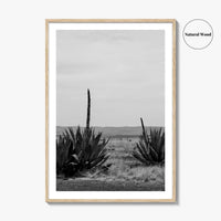 West Texas Black and White Fine Art Photo Print, Agave Chihuahuan Desert Poster