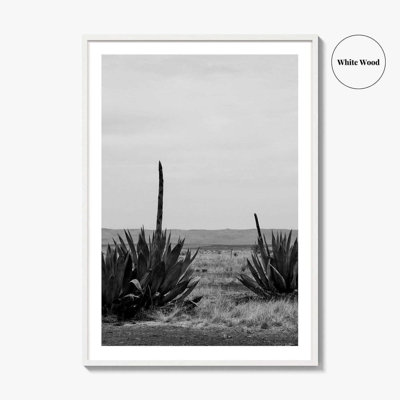 West Texas Black and White Fine Art Photo Print, Agave Chihuahuan Desert Poster