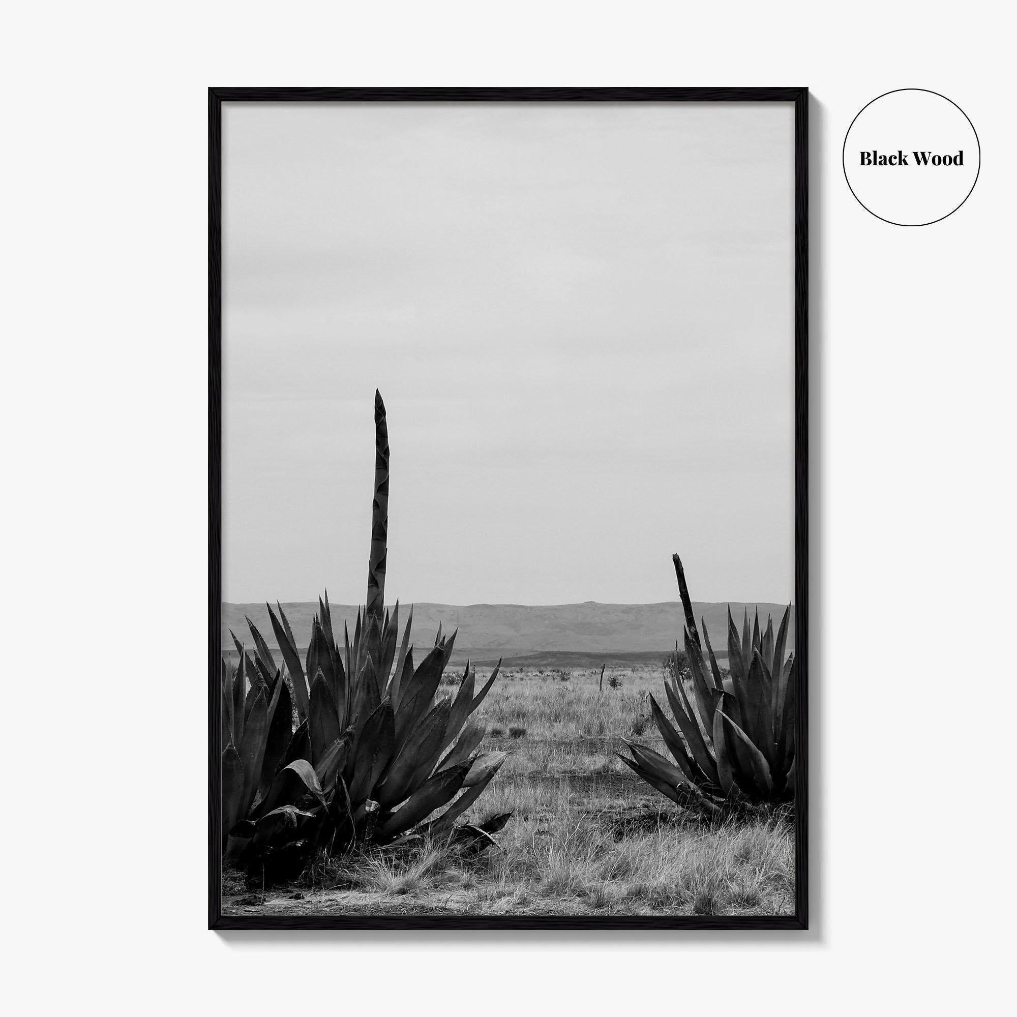 West Texas Black and White Fine Art Photo Print, Agave Chihuahuan Desert Poster