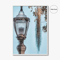 Baton Rouge Fine Art Photo Print, Louisiana, USA, Lantern, Spanish Moss, Wall Art