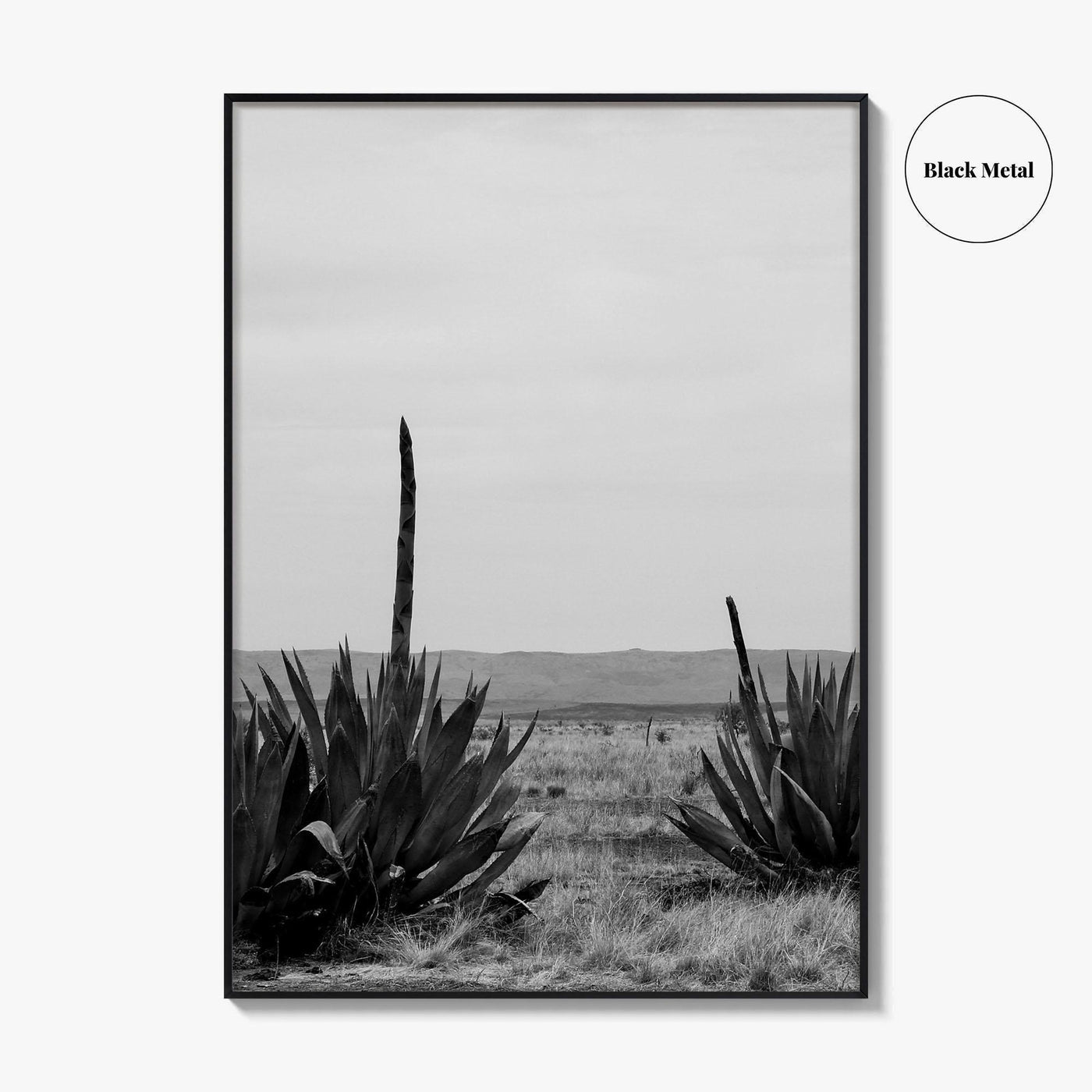 West Texas Black and White Fine Art Photo Print, Agave Chihuahuan Desert Poster