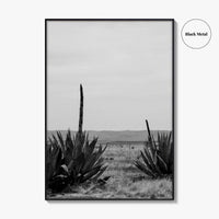 West Texas Black and White Fine Art Photo Print, Agave Chihuahuan Desert Poster