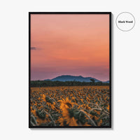 Kansas Fine Art Photo Print, Sunflower Field, USA Wall Decor Poster