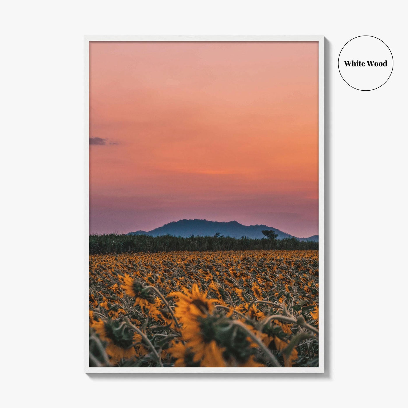 Kansas Fine Art Photo Print, Sunflower Field, USA Wall Decor Poster