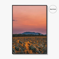 Kansas Fine Art Photo Print, Sunflower Field, USA Wall Decor Poster