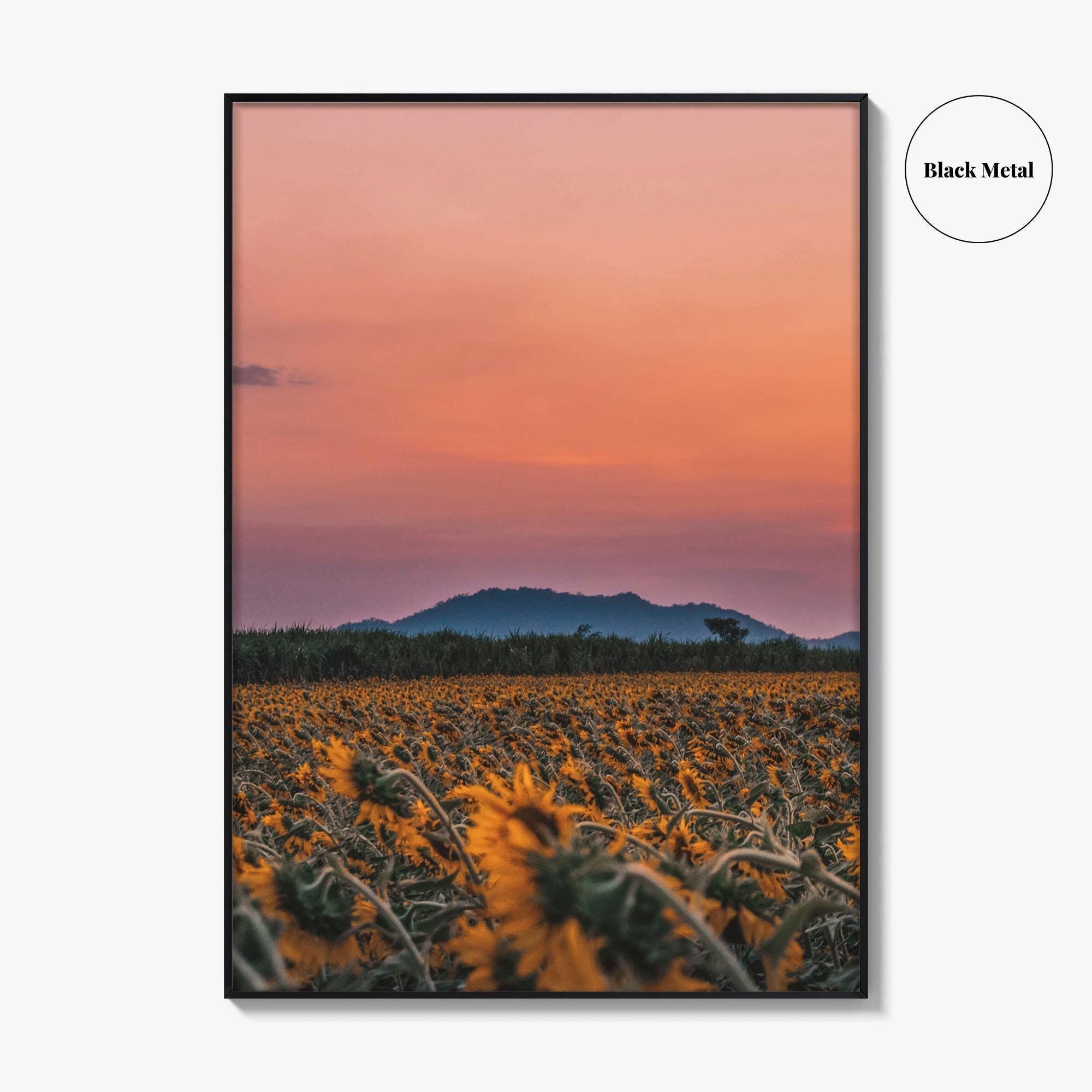 Kansas Fine Art Photo Print, Sunflower Field, USA Wall Decor Poster