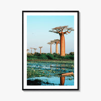 Avenue of the Baobabs Fine Art Photo Print, Morondava Madagascar, Menabe