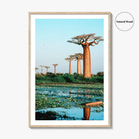 Avenue of the Baobabs Fine Art Photo Print, Morondava Madagascar, Menabe