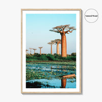 Avenue of the Baobabs Fine Art Photo Print, Morondava Madagascar, Menabe