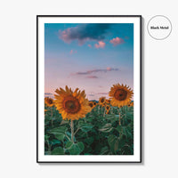 Kansas Fine Art Photo Print, Sunflower Field Landscape, Midwest USA Wall Poster