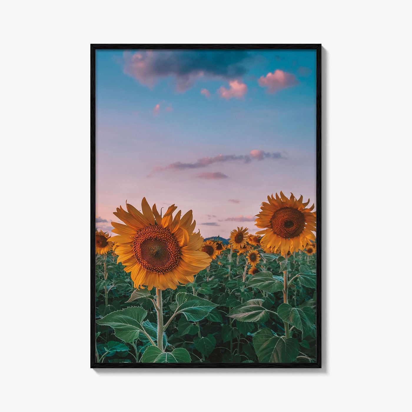 Kansas Fine Art Photo Print, Sunflower Field Landscape, Midwest USA Wall Poster
