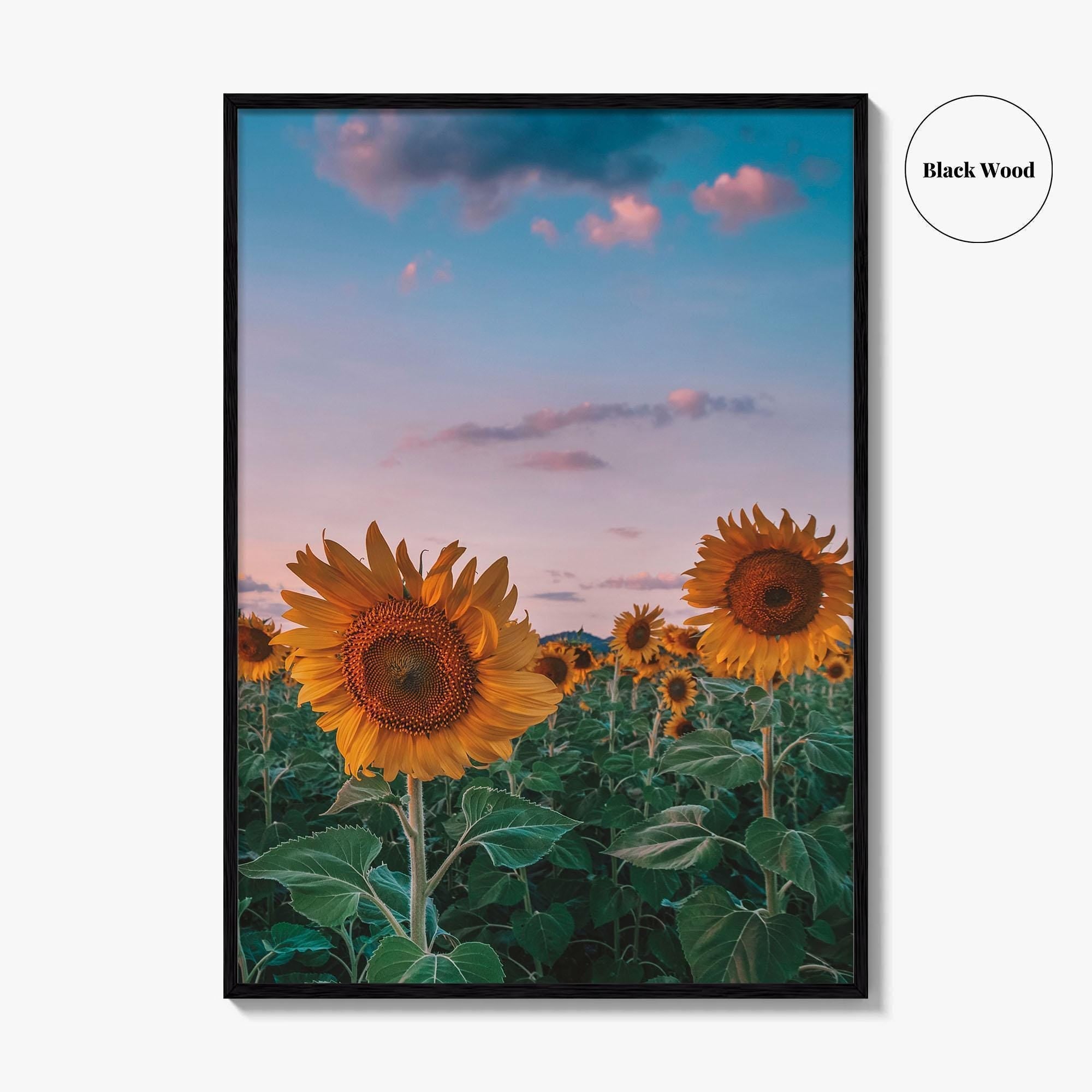 Kansas Fine Art Photo Print, Sunflower Field Landscape, Midwest USA Wall Poster