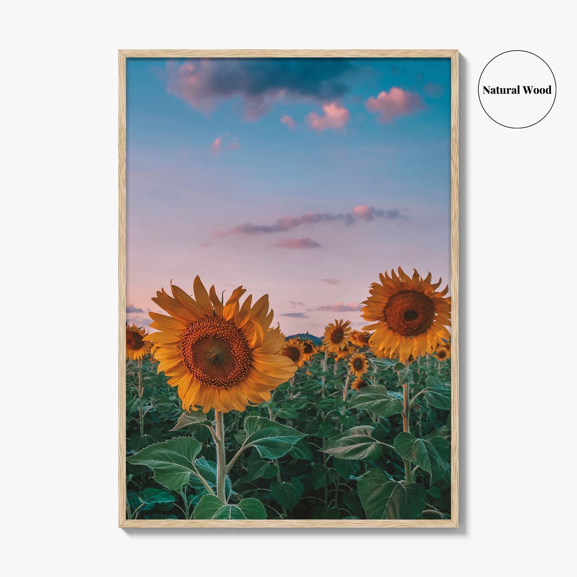 Kansas Fine Art Photo Print, Sunflower Field Landscape, Midwest USA Wall Poster
