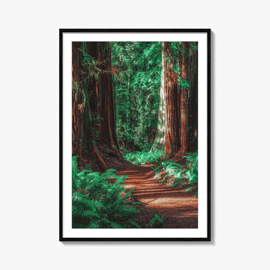 Redwood National and State Parks Fine Art Photo Print, California Poster