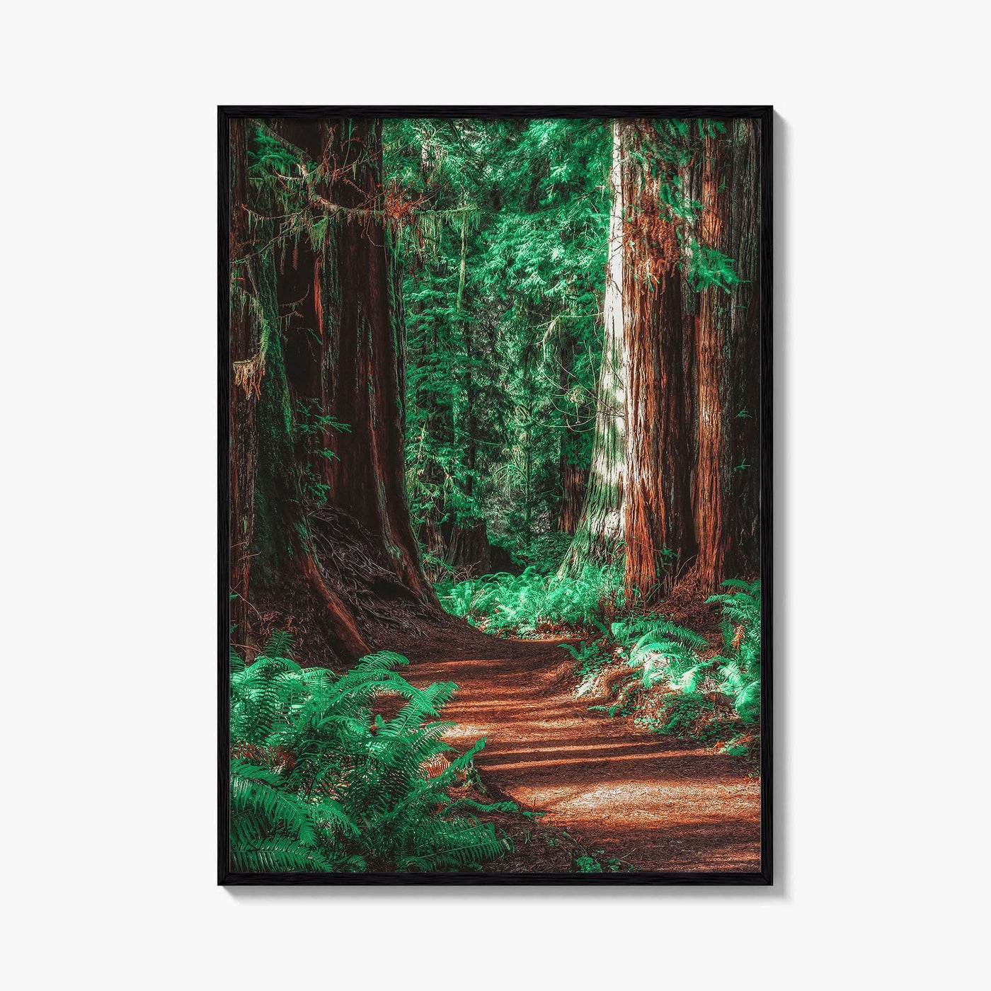 Redwood National and State Parks Fine Art Photo Print, California Poster