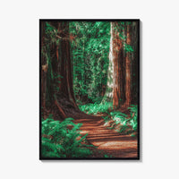 Redwood National and State Parks Fine Art Photo Print, California Poster