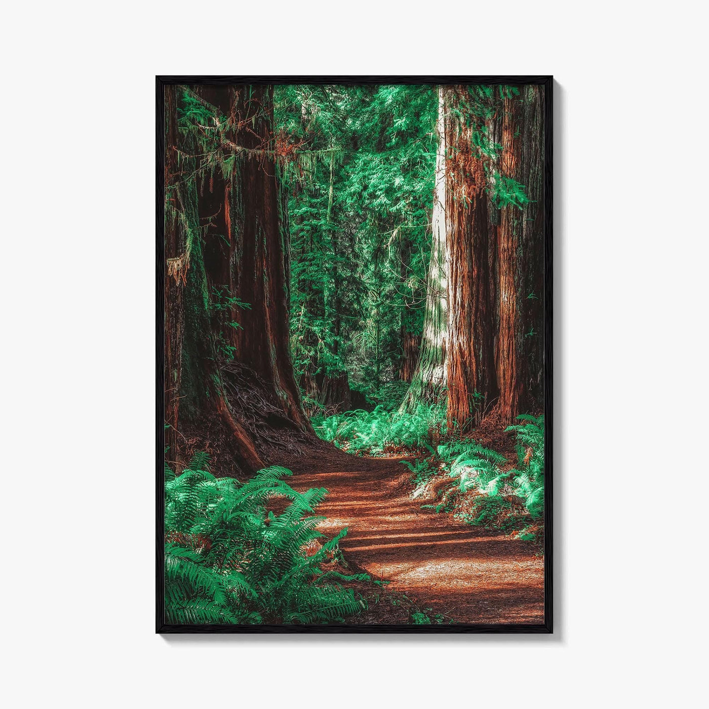 Redwood National and State Parks Fine Art Photo Print, California Poster