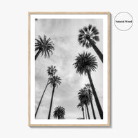 California Black and White Fine Art Photo Print, Los Angeles Palm Trees Poster