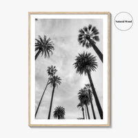 California Black and White Fine Art Photo Print, Los Angeles Palm Trees Poster