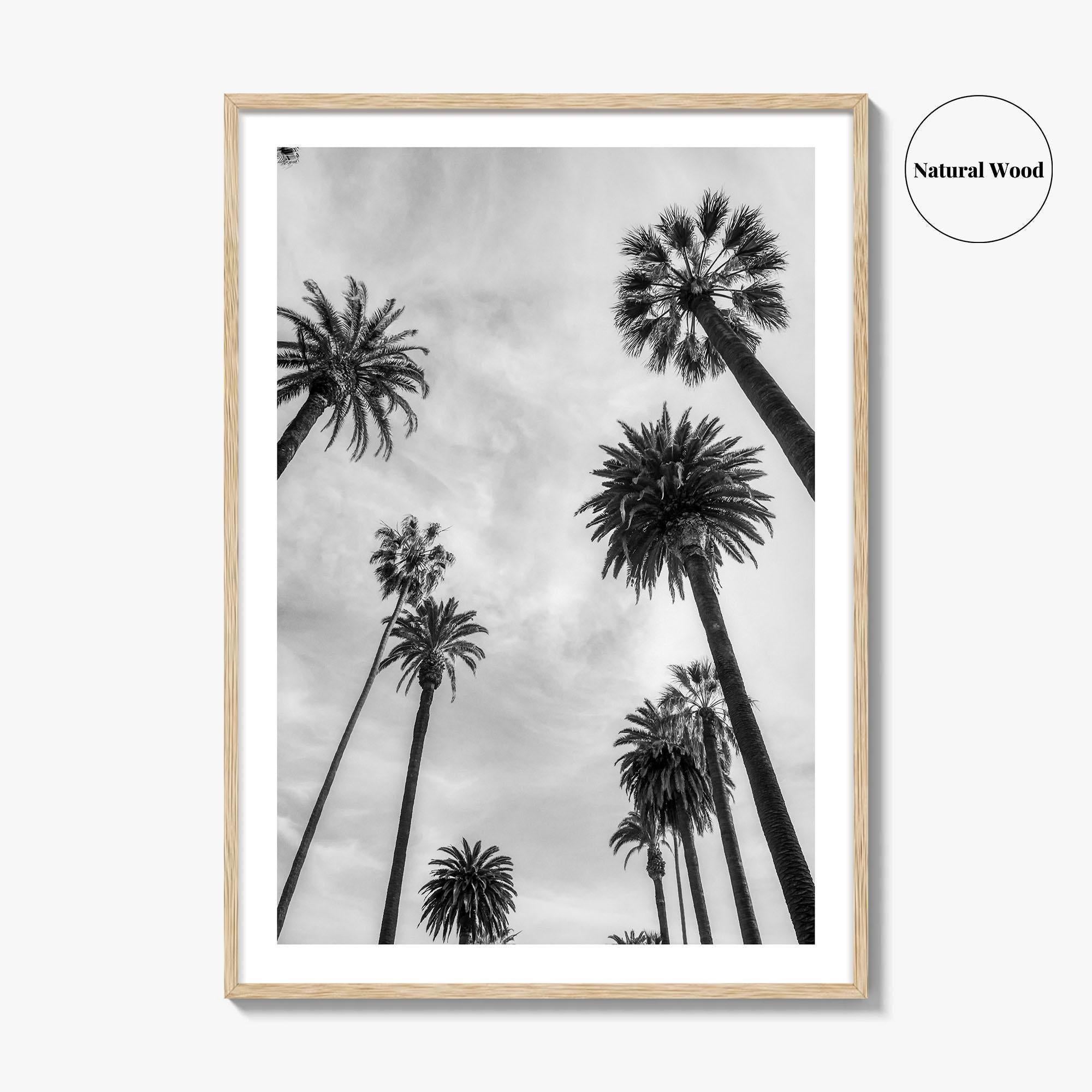 California Black and White Fine Art Photo Print, Los Angeles Palm Trees Poster