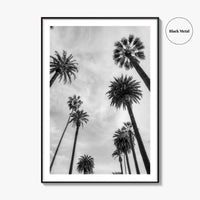 California Black and White Fine Art Photo Print, Los Angeles Palm Trees Poster