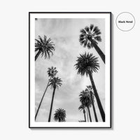 California Black and White Fine Art Photo Print, Los Angeles Palm Trees Poster