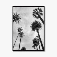 California Black and White Fine Art Photo Print, Los Angeles Palm Trees Poster