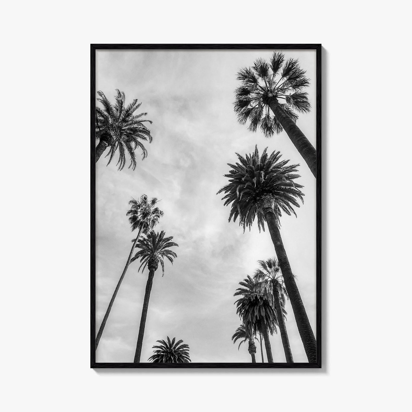 California Black and White Fine Art Photo Print, Los Angeles Palm Trees Poster