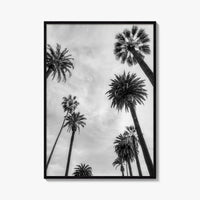 California Black and White Fine Art Photo Print, Los Angeles Palm Trees Poster