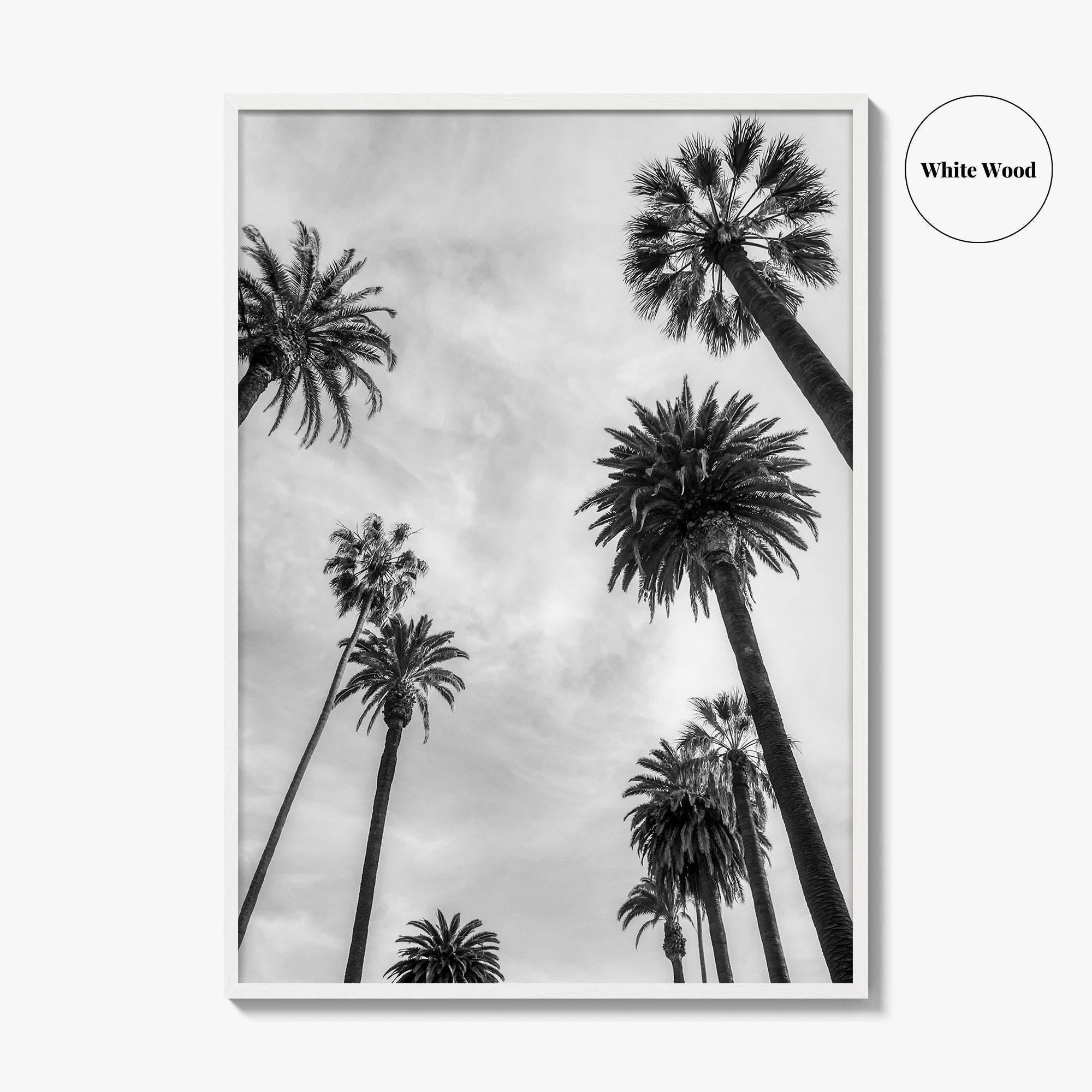 California Black and White Fine Art Photo Print, Los Angeles Palm Trees Poster