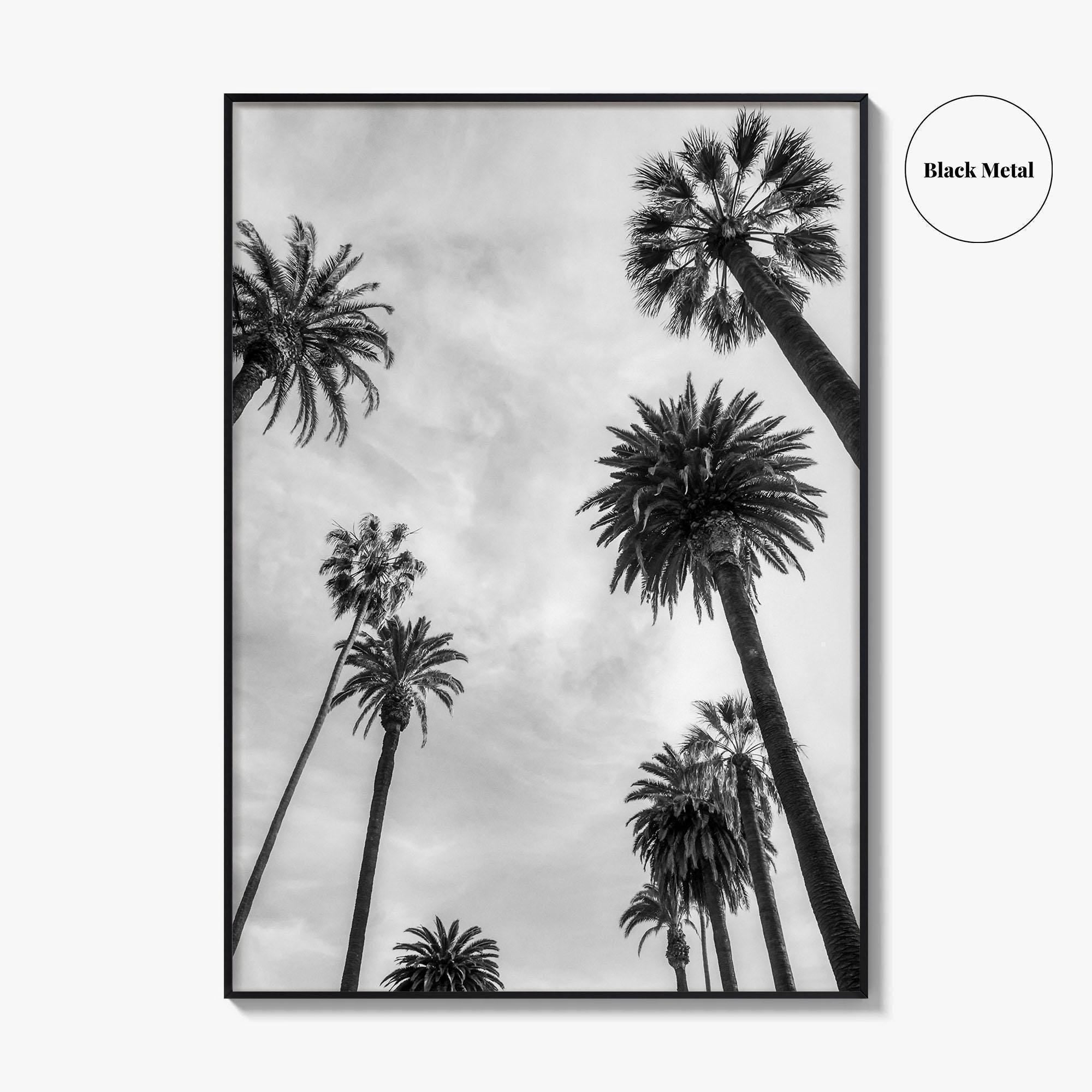 California Black and White Fine Art Photo Print, Los Angeles Palm Trees Poster