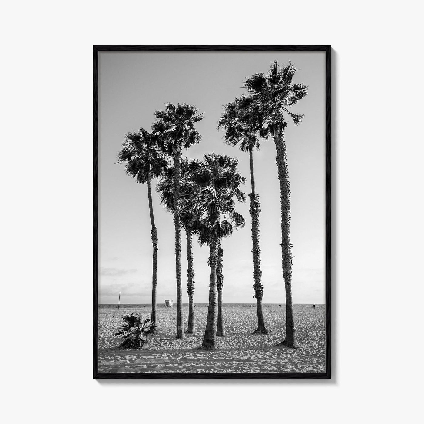 Santa Monica Black and White Fine Art Photo Print, California Palm Trees Poster