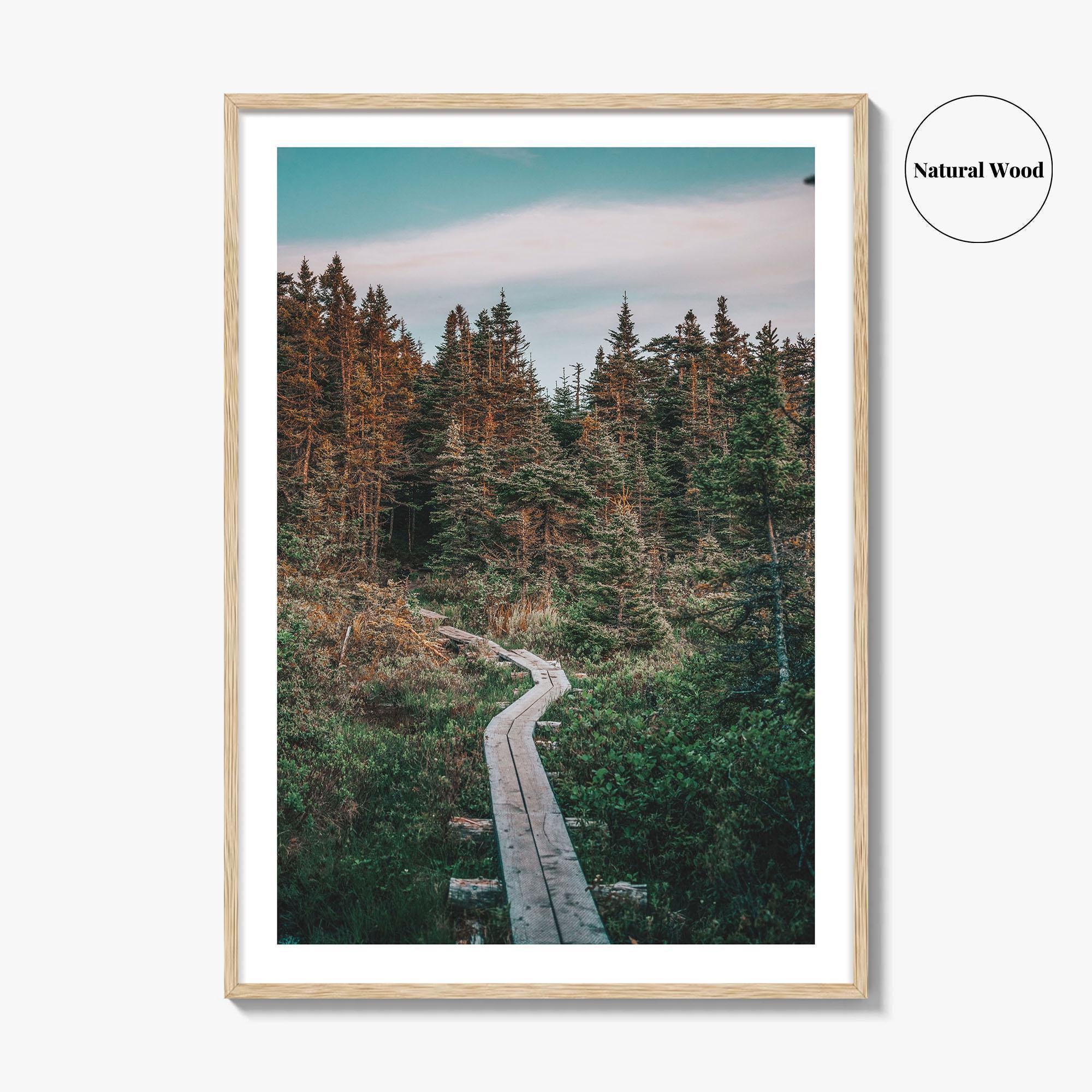 Outer Cove Fine Art Photo Print, Newfoundland and Labrador, St Johns, Forest Trail Poster