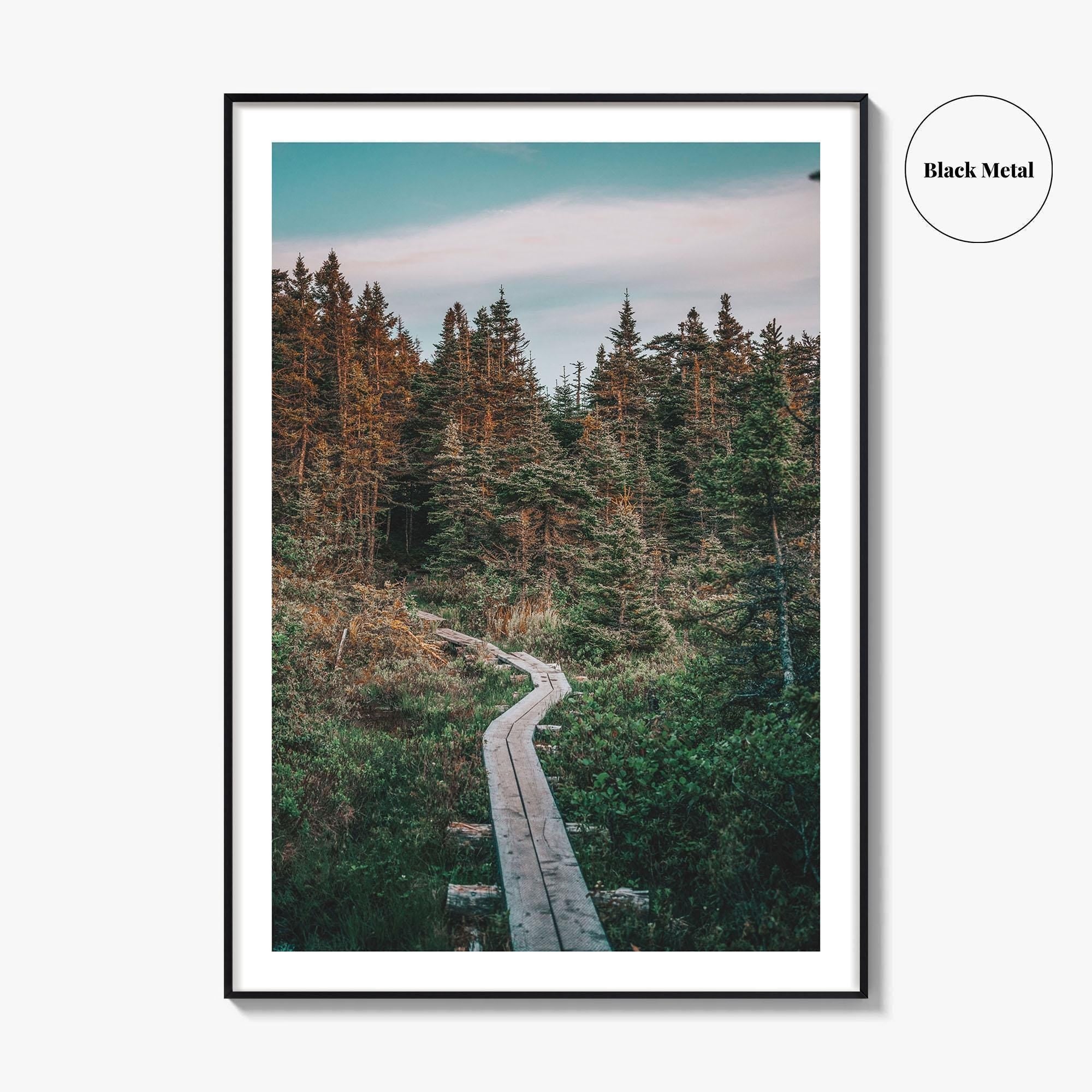 Outer Cove Fine Art Photo Print, Newfoundland and Labrador, St Johns, Forest Trail Poster