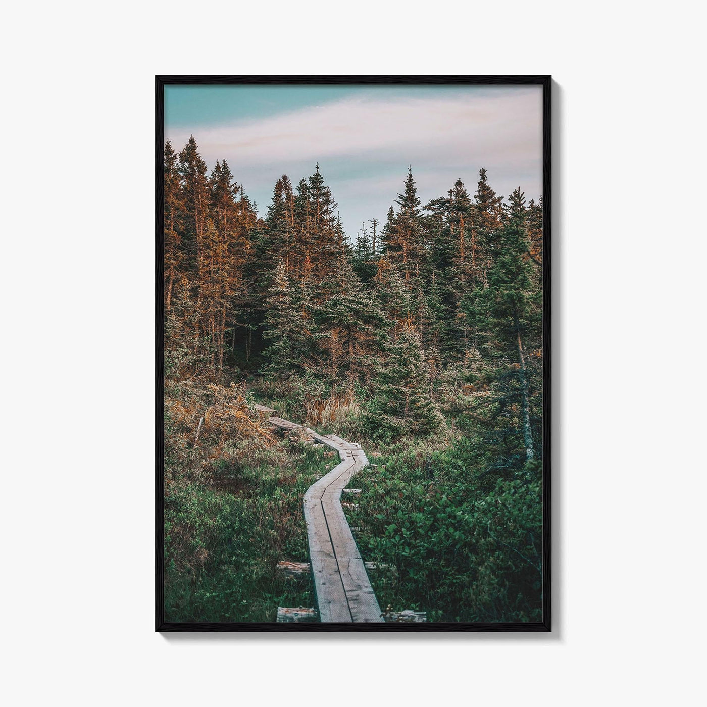 Outer Cove Fine Art Photo Print, Newfoundland and Labrador, St Johns, Forest Trail Poster