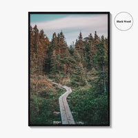 Outer Cove Fine Art Photo Print, Newfoundland and Labrador, St Johns, Forest Trail Poster