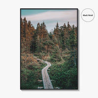 Outer Cove Fine Art Photo Print, Newfoundland and Labrador, St Johns, Forest Trail Poster