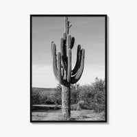 Mesa Arizona Black and White Fine Art Photo Print, Salt River, Phoenix, Saguaro Poster