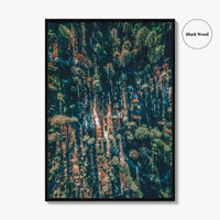 Sequoia National Park Fine Art Photo Print, California Wall Decor Poster, Aerial Forest USA