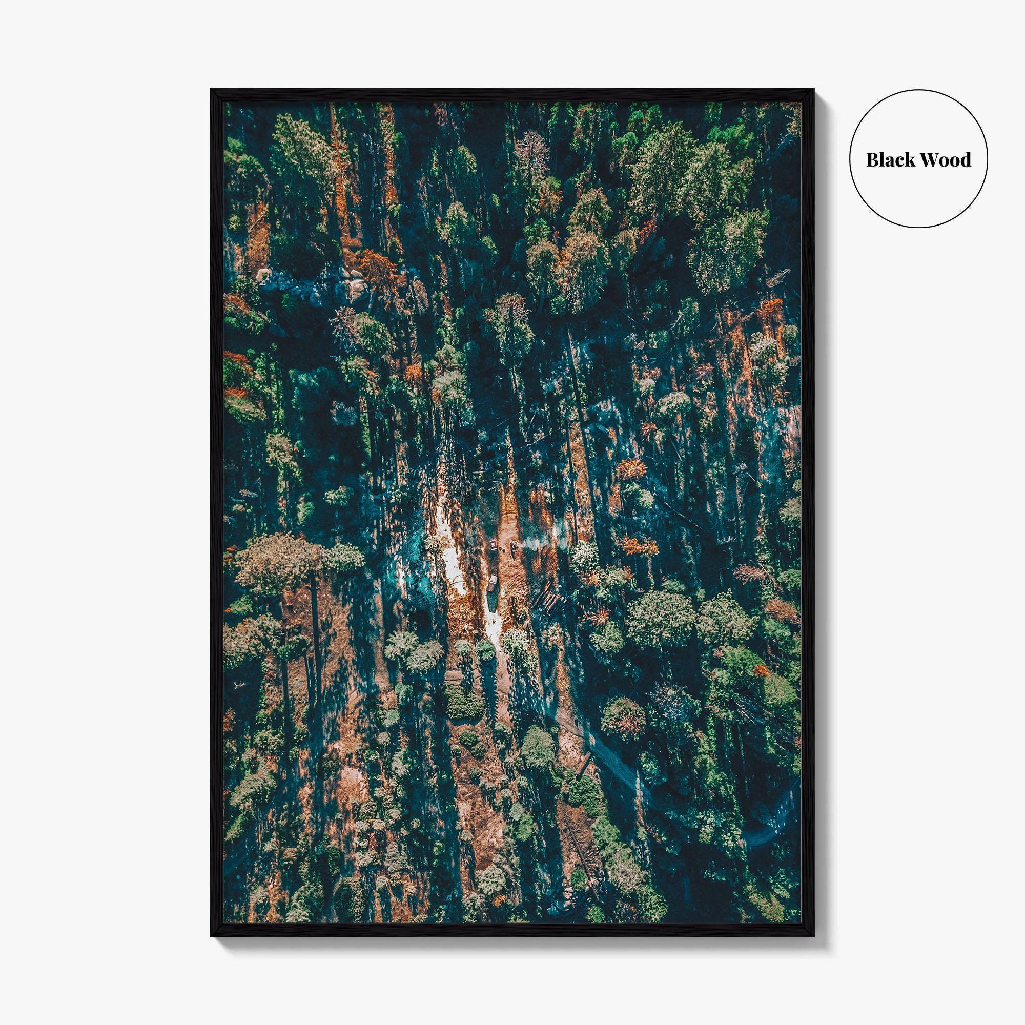 Sequoia National Park Fine Art Photo Print, California Wall Decor Poster, Aerial Forest USA