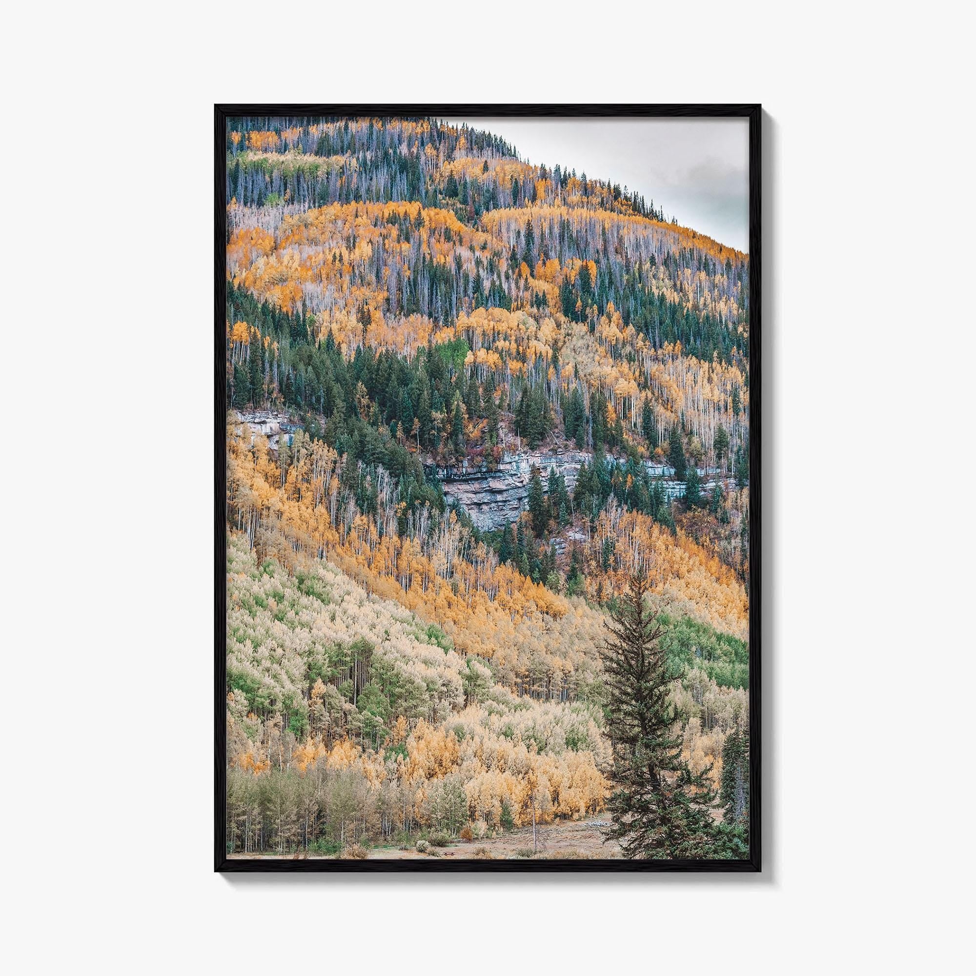 Vail Fine Art Photo Print, Colorado USA, Rocky Mountains, Aspen Trees, Fall Foliage Poster