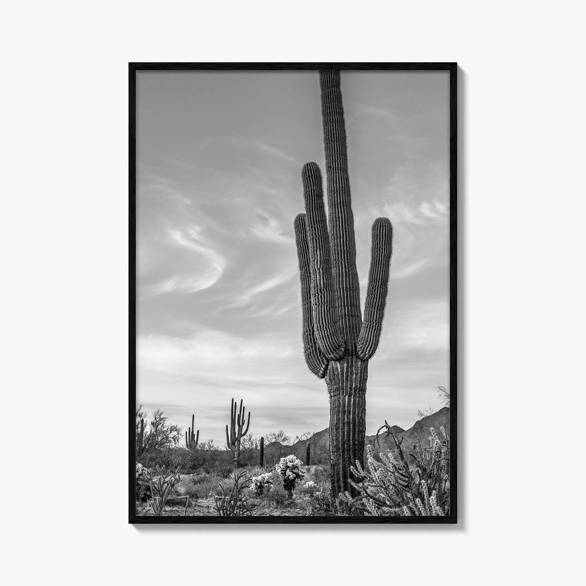 Arizona Black and White Fine Art Photo Print, Sonoran Desert Saguaro Cactus Tucson Poster