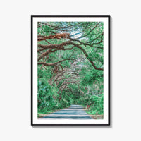 Gainesville Fine Art Photo Print, Paynes Prairie Florida, Live Oak Spanish Moss Poster